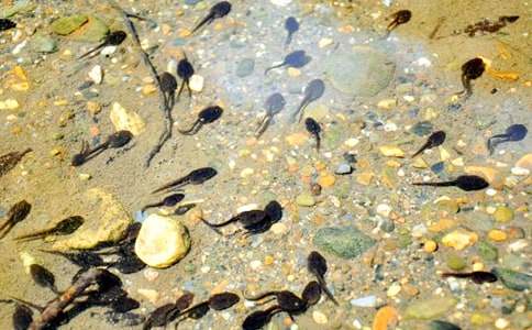 小蝌蚪找妈妈教案汇总8篇