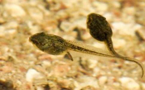 部编版小蝌蚪找妈妈教案（通用5篇）