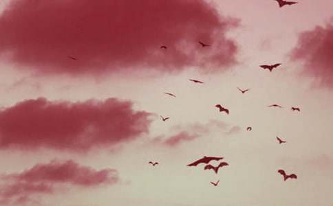 蝙蝠和雷达教案汇编9篇