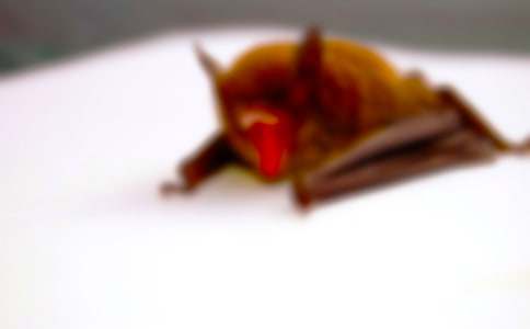 蝙蝠的自述作文(精选5篇)