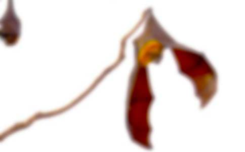 蝙蝠和雷达教案合集十篇