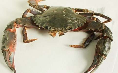 捉螃蟹小学作文20篇