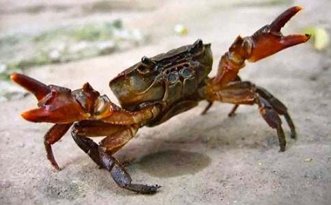 《螃蟹》大班教案