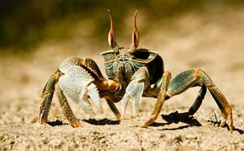 大班语言教案《小螃蟹找工作》