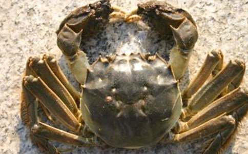 《螃蟹运球》大班游戏活动教案