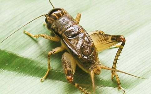 （实用）蟋蟀还乡作文