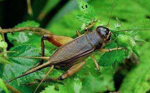 《蟋蟀的住宅》教案（通用21篇）