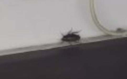 灭蟑螂记作文（热）