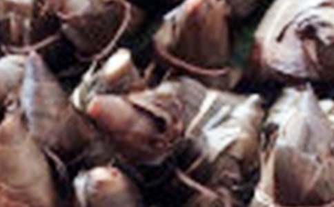 粽子的广告语（精选320句）