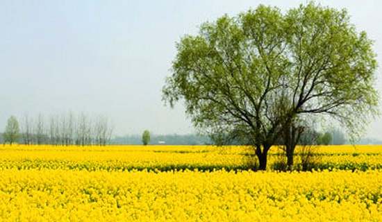 一年级春游计划书范文